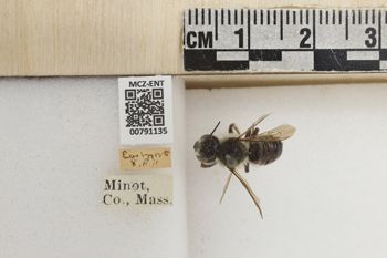 Media type: image;   Entomology 791135 Aspect: Labels